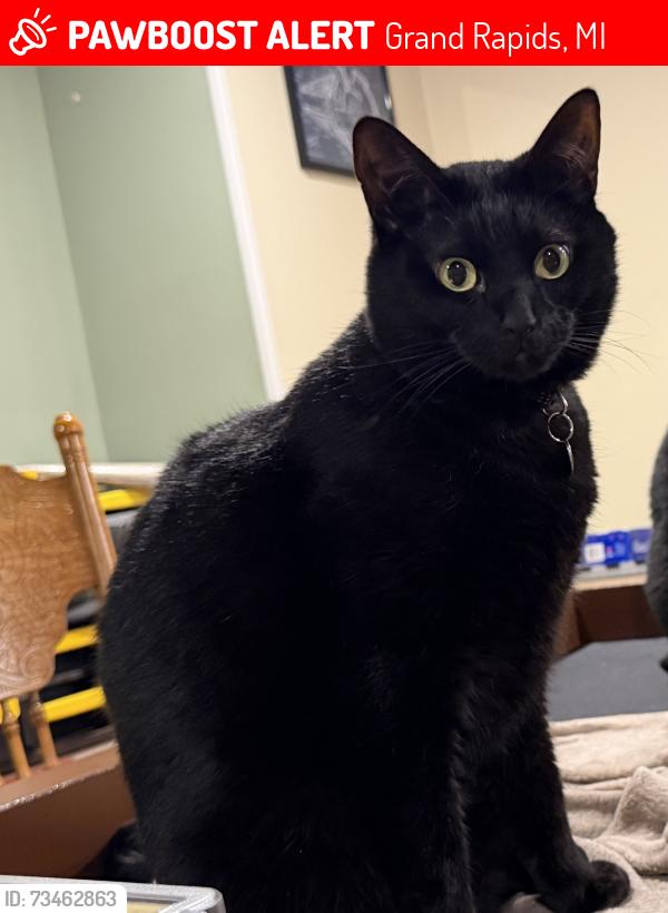 Lost Male Cat last seen Wester and Bristol, Grand Rapids, MI 49504