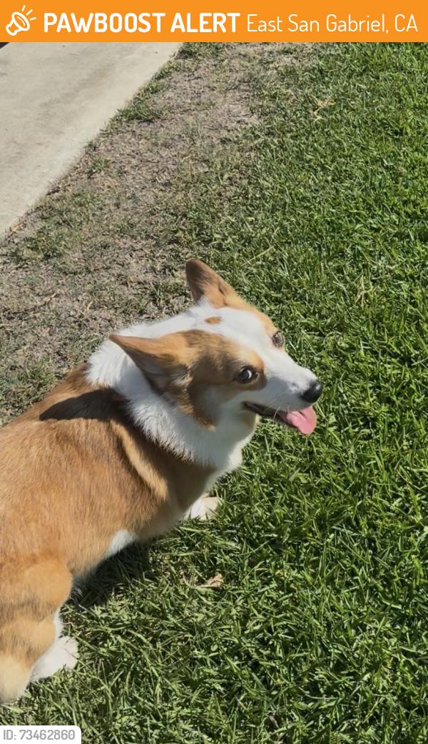 Found/Stray Male Dog last seen Near ardendale ave, East San Gabriel, CA 91775