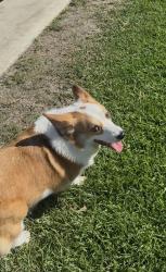 Found/Stray Male Dog last seen Near ardendale ave, East San Gabriel, CA 91775
