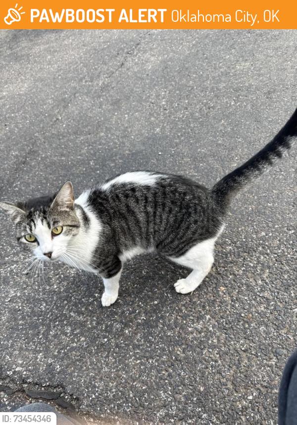 Found/Stray Unknown Cat last seen N Penn Ave, NW 140th st, Oklahoma City, OK 73134