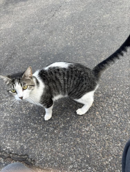 Found/Stray Unknown Cat last seen N Penn Ave, NW 140th st, Oklahoma City, OK 73134