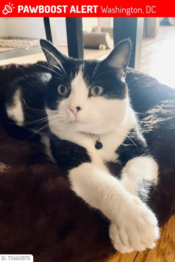 Lost Male Cat last seen Near Block of Minnesota Ave, Back Ally, Washington, DC 20019