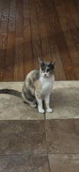 Lost Female Cat last seen Humble, Channelview, TX 77530