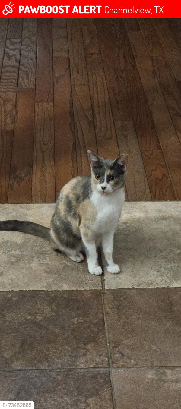 Lost Female Cat last seen Humble, Channelview, TX 77530