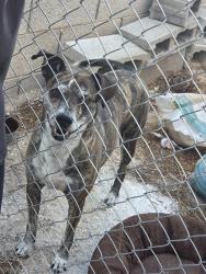 Found/Stray Female Dog last seen Sandill tropicana, Las Vegas, NV 89120