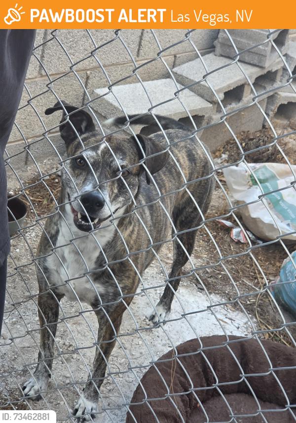 Found/Stray Female Dog last seen Sandill tropicana, Las Vegas, NV 89120