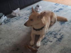 Lost Male Dog last seen Bucking ham and pleasant valley, Garland, TX 75040