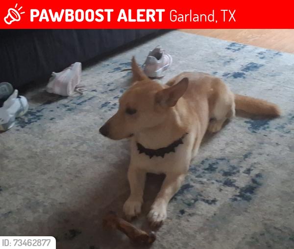 Lost Male Dog last seen Bucking ham and pleasant valley, Garland, TX 75040
