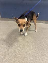 Shelter Stray Male Dog last seen Near BLOCK NW 26TH ST, 3599 NW 79th Ave, Doral, FL 33122, USA