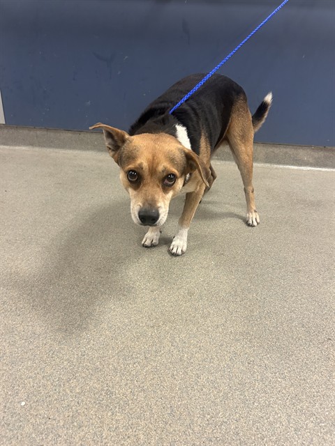Shelter Stray Male Dog last seen Near BLOCK NW 26TH ST, 3599 NW 79th Ave, Doral, FL 33122, USA