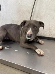 Shelter Stray Female Dog last seen Near BLOCK W PERALTA FRESNO CA 93722, 5277 E Airways Blvd, Fresno, CA 93727, USA