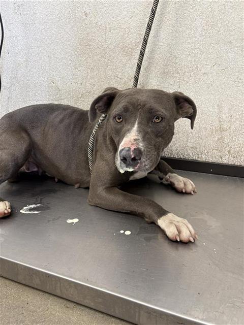 Shelter Stray Female Dog last seen Near BLOCK W PERALTA FRESNO CA 93722, 5277 E Airways Blvd, Fresno, CA 93727, USA