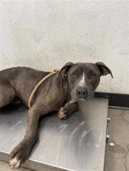 Shelter Stray Male Dog last seen Near BLOCK W PERALTA FRESNO CA 93722, 5277 E Airways Blvd, Fresno, CA 93727, USA