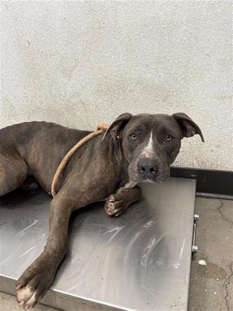 Shelter Stray Male Dog last seen Near BLOCK W PERALTA FRESNO CA 93722, 5277 E Airways Blvd, Fresno, CA 93727, USA