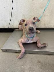 Shelter Stray Male Dog last seen Near BLOCK E SUSSEX WAY, FRESNO CA 93726 3971, 5277 E Airways Blvd, Fresno, CA 93727, USA