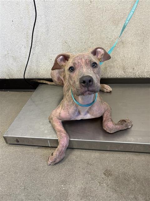 Shelter Stray Male Dog last seen Near BLOCK E SUSSEX WAY, FRESNO CA 93726 3971, 5277 E Airways Blvd, Fresno, CA 93727, USA