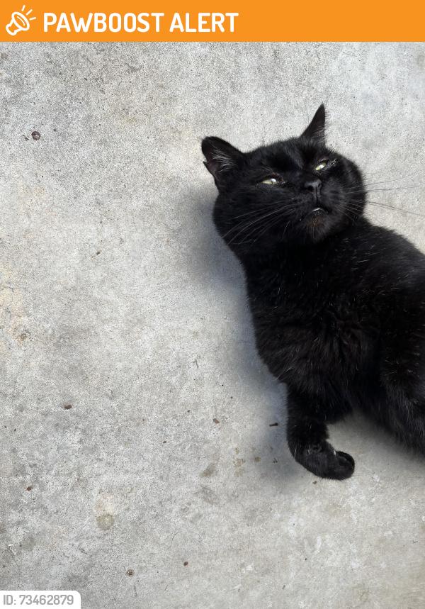 Found/Stray Male Cat last seen Sanders/Raleigh Roads, Benson, Johnston County, NC 27504