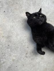 Found/Stray Male Cat last seen Sanders/Raleigh Roads, Benson, Johnston County, NC 27504