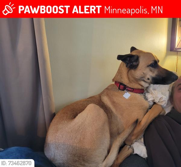 Lost Male Dog last seen In the yards of hses at the intersection of 18 1/2 and Fillmore NE, Minneapolis, MN 55418