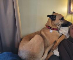 Lost Male Dog last seen In the yards of hses at the intersection of 18 1/2 and Fillmore NE, Minneapolis, MN 55418