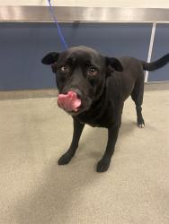 Shelter Stray Female Dog last seen Near BLOCK NW 26TH ST, 3599 NW 79th Ave, Doral, FL 33122, USA