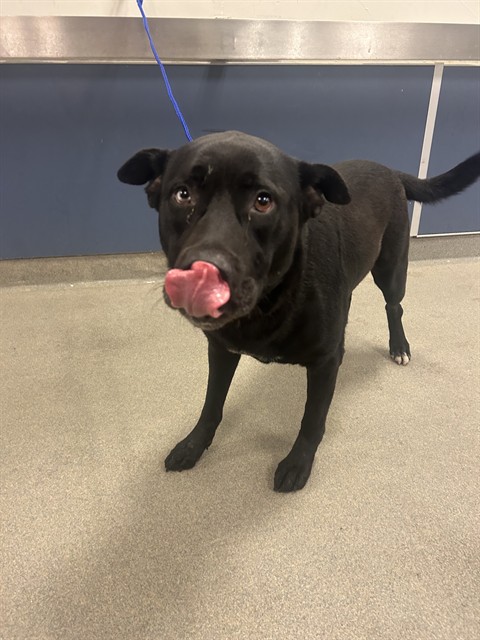 Shelter Stray Female Dog last seen Near BLOCK NW 26TH ST, 3599 NW 79th Ave, Doral, FL 33122, USA