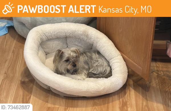 Found/Stray Female Dog last seen North Hampton Park, Kansas City, MO 64157