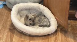 Found/Stray Female Dog last seen North Hampton Park, Kansas City, MO 64157