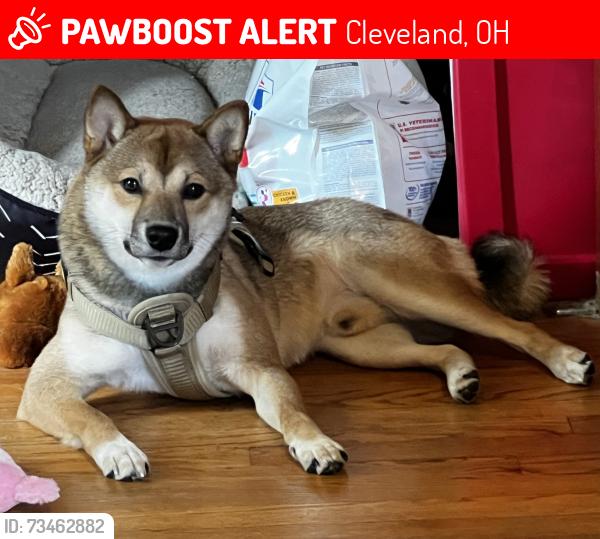 Lost Male Dog last seen Artemus ward elementary school, Cleveland, OH 44135