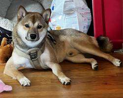 Lost Male Dog last seen Artemus ward elementary school, Cleveland, OH 44135