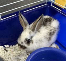 Shelter Stray Female Other last seen , 11361 W Pico Blvd, Los Angeles, CA 90064, USA