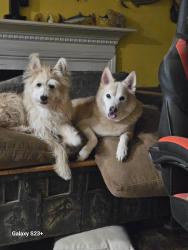 Lost Male Dog last seen Mailboxs of Neighborhood 757-871-9080, Newport News, VA 23608