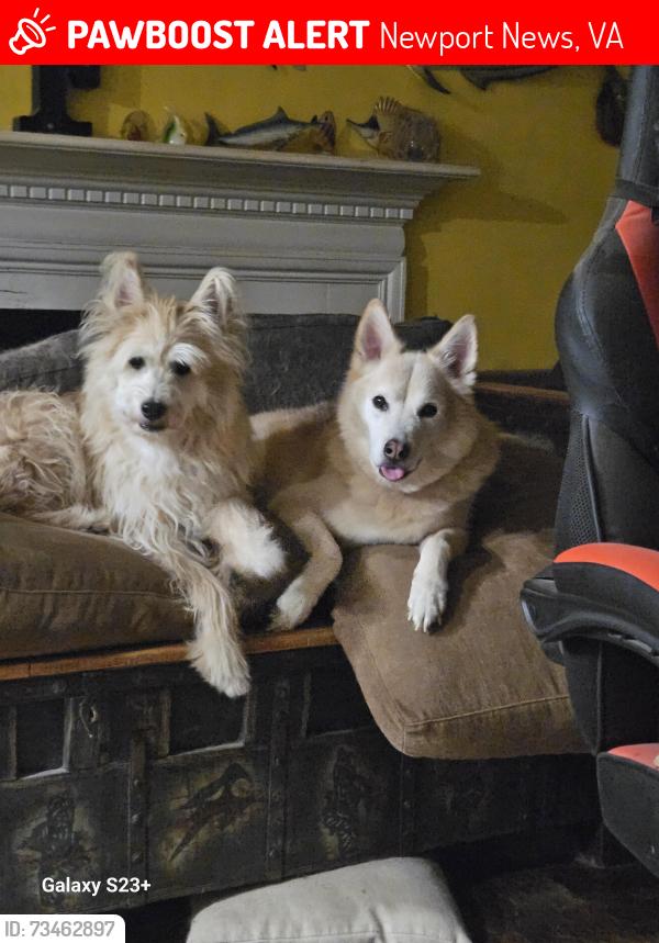 Lost Male Dog last seen Mailboxs of Neighborhood 757-871-9080, Newport News, VA 23608