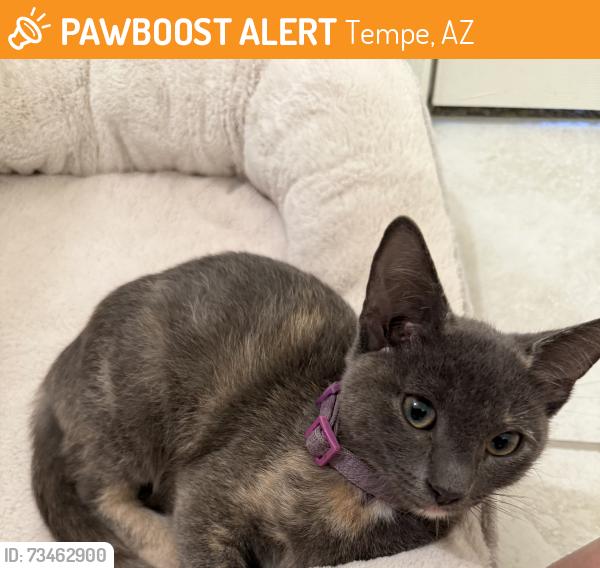 Found/Stray Female Cat last seen Near S Smith Road, Tempe AZ 85233, Tempe, AZ 85288