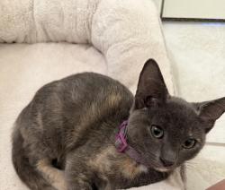 Found/Stray Female Cat last seen Near S Smith Road, Tempe AZ 85233, Tempe, AZ 85288