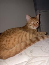 Found/Stray Male Cat last seen gladstone meadow’s apmts, Gladstone, MO 64118