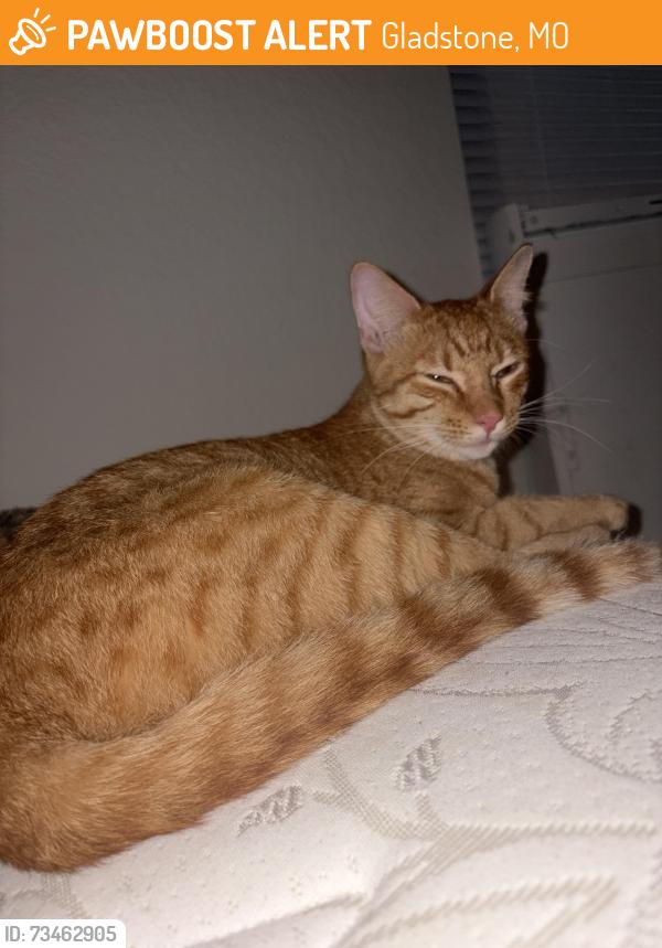 Found/Stray Male Cat last seen gladstone meadow’s apmts, Gladstone, MO 64118