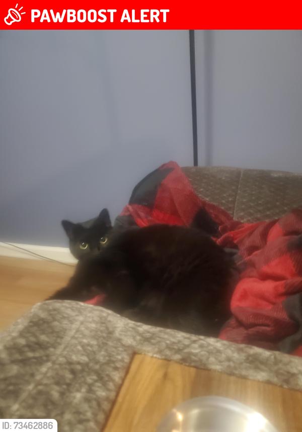 Lost Female Cat last seen Walnut Dr and Black Oak Trail, Cherokee County, GA 30189