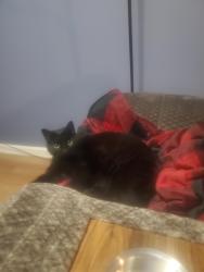 Lost Female Cat last seen Walnut Dr and Black Oak Trail, Cherokee County, GA 30189