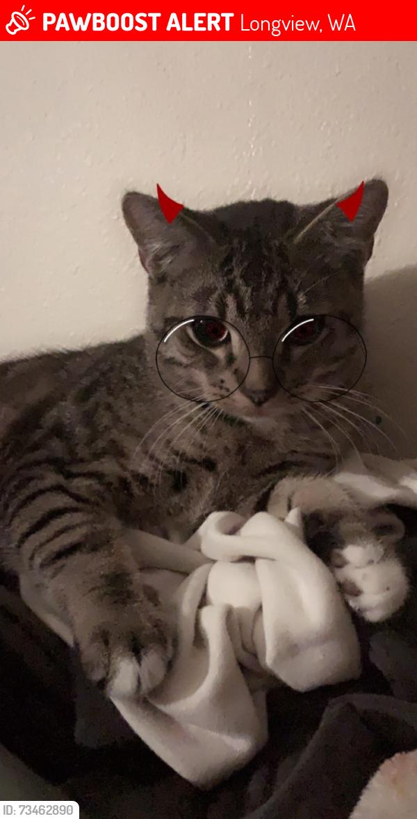 Lost Male Cat last seen Mint valley, rotary park, white apmts, Longview, WA 98632