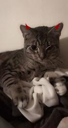 Lost Male Cat last seen Mint valley, rotary park, white apmts, Longview, WA 98632