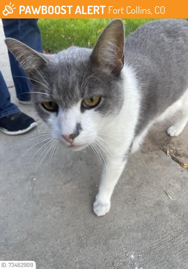 Found/Stray Unknown Cat last seen Tulane Dr, Fort Collins, CO 80527