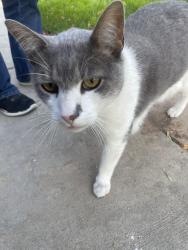Found/Stray Unknown Cat last seen Tulane Dr, Fort Collins, CO 80527