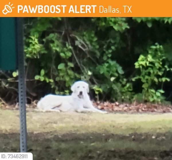 Found/Stray Unknown Dog last seen Near Hillcrest Rd, Dallas, TX 75252, Dallas, TX 75252