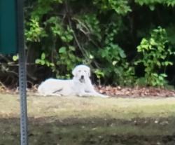 Found/Stray Unknown Dog last seen Near Hillcrest Rd, Dallas, TX 75252, Dallas, TX 75252