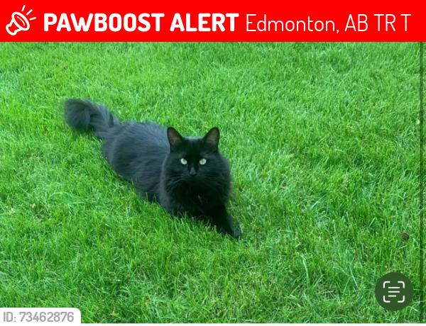Lost Female Cat last seen Lindsey Crescent & Lougheed Court, Edmonton, AB T6R 2T3