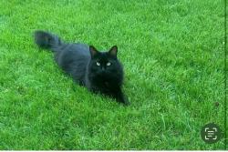 Lost Female Cat last seen Lindsey Crescent & Lougheed Court, Edmonton, AB T6R 2T3