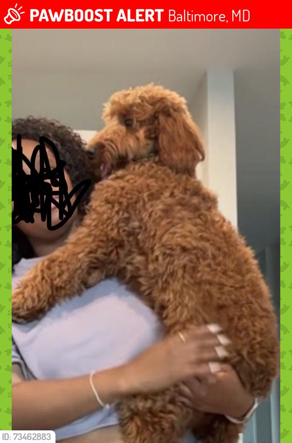 Lost Male Dog last seen Riverside Park, Baltimore, Baltimore, MD 21230