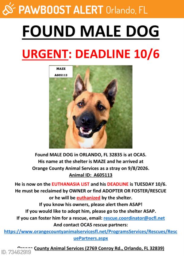 Found/Stray Male Dog last seen ORLANDO, FL 32835, Orlando, FL 32835