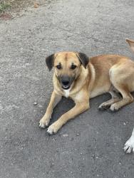 Lost Male Dog last seen Liberty rd, Houston, TX 77026